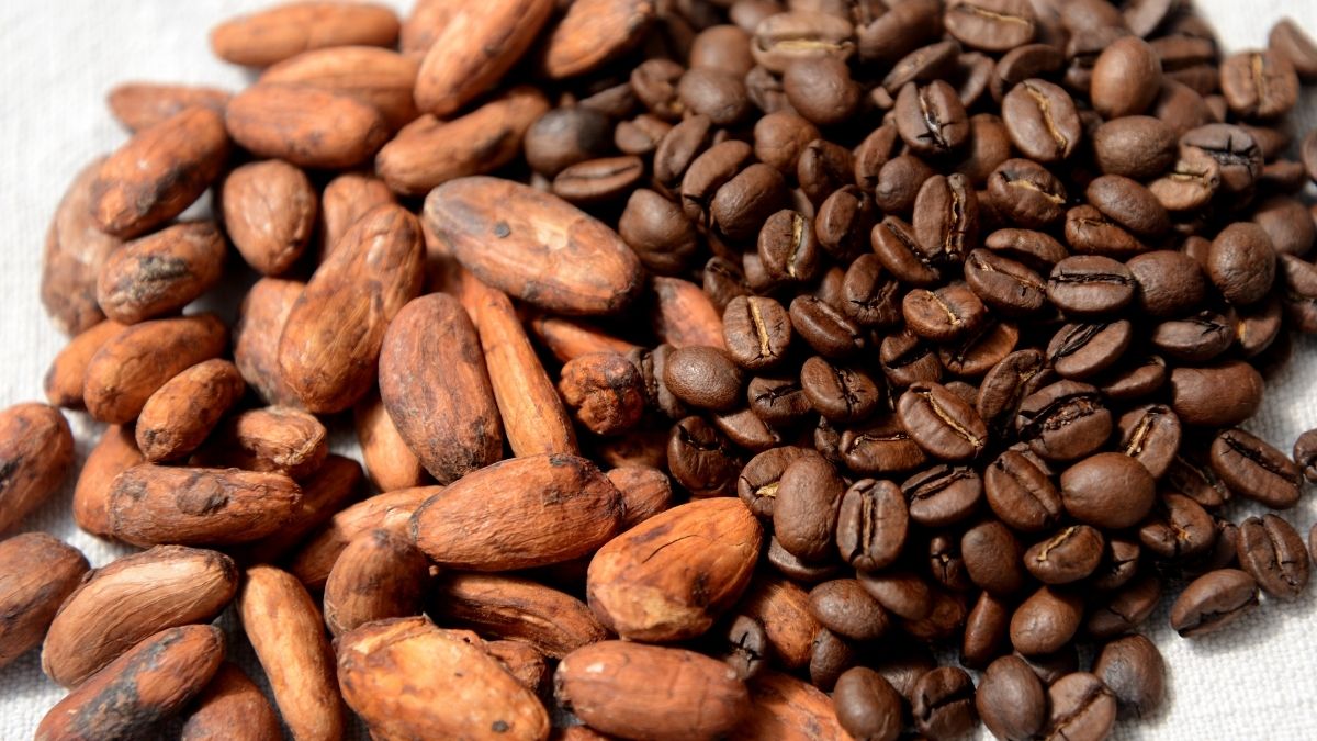 Difference Between Cocoa Beans And Coffee Beans